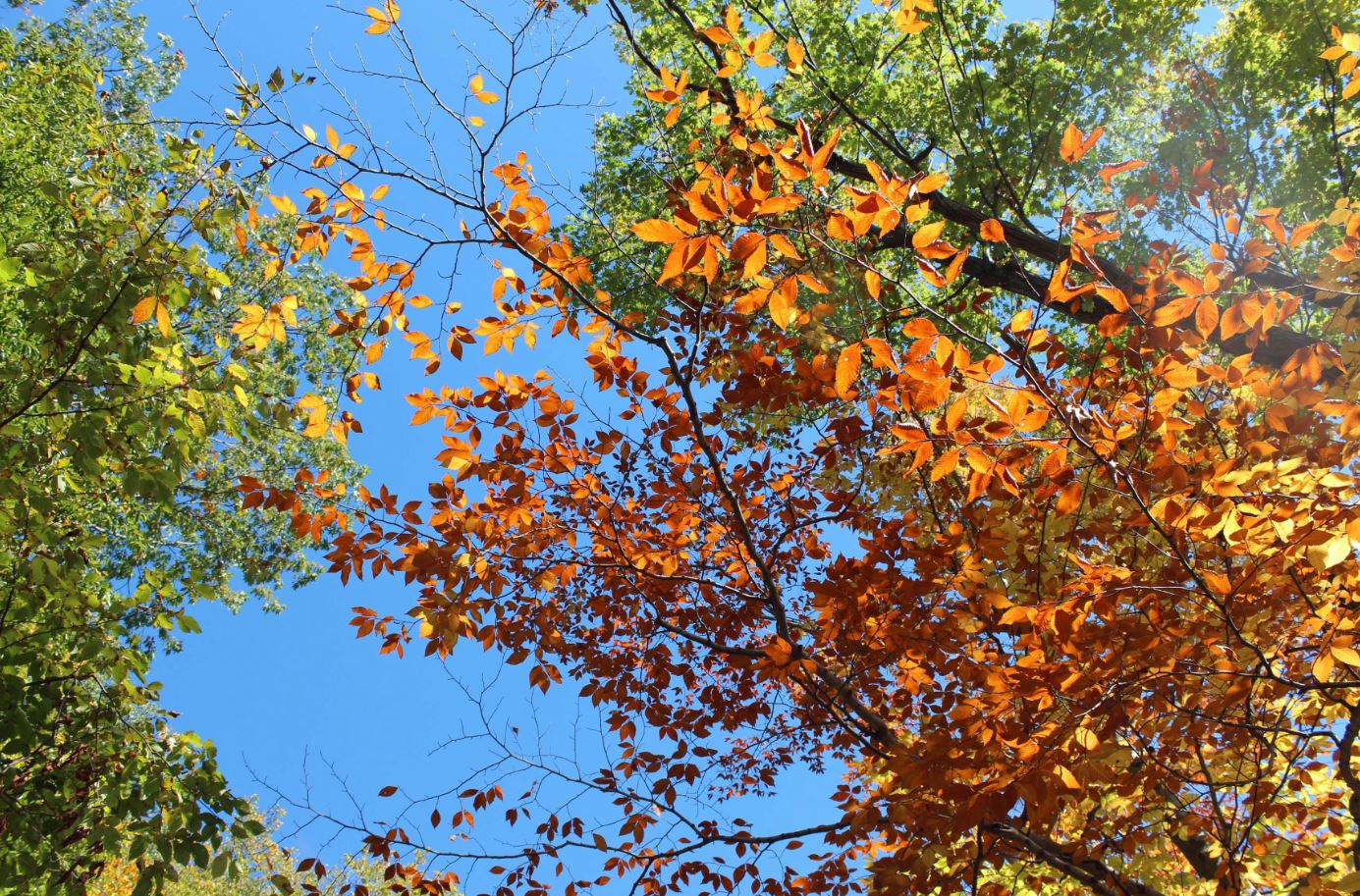 Autumn
