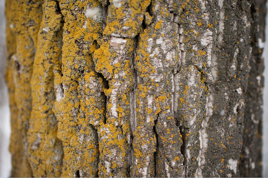 Mossy bark on a tree